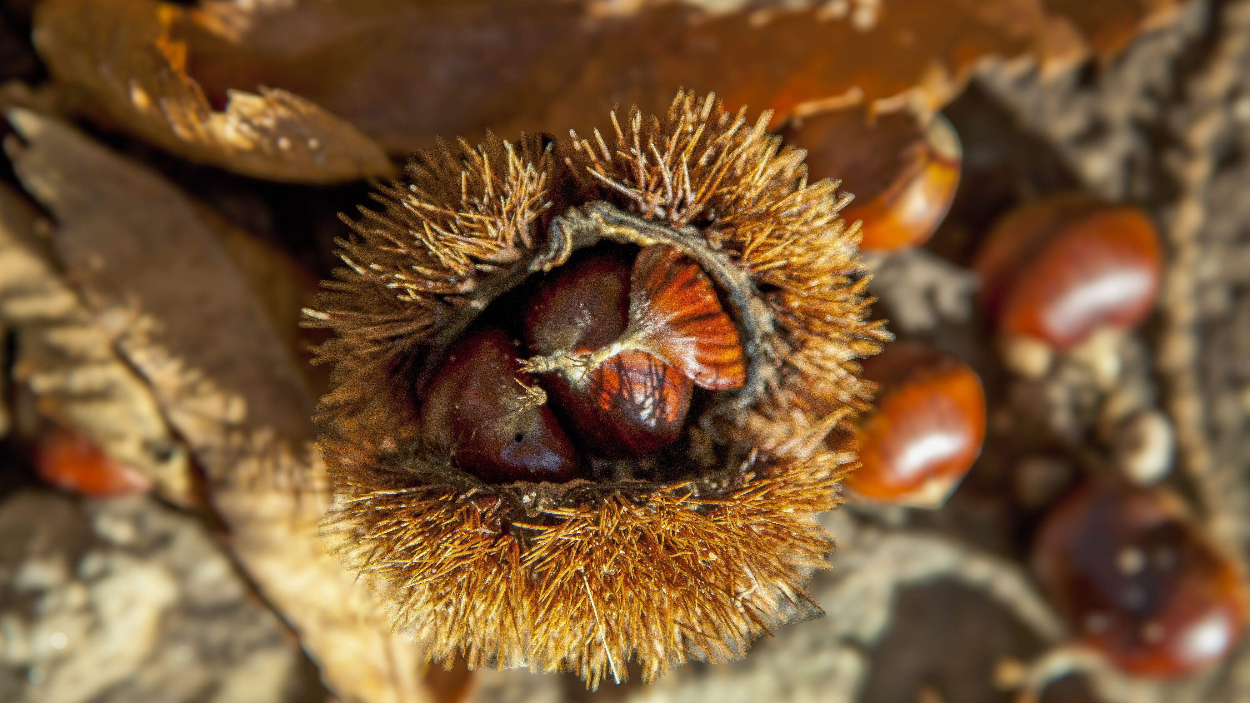 Pünktlich zum Herbstbeginn startet die Maroniernte im Niederösterreich.