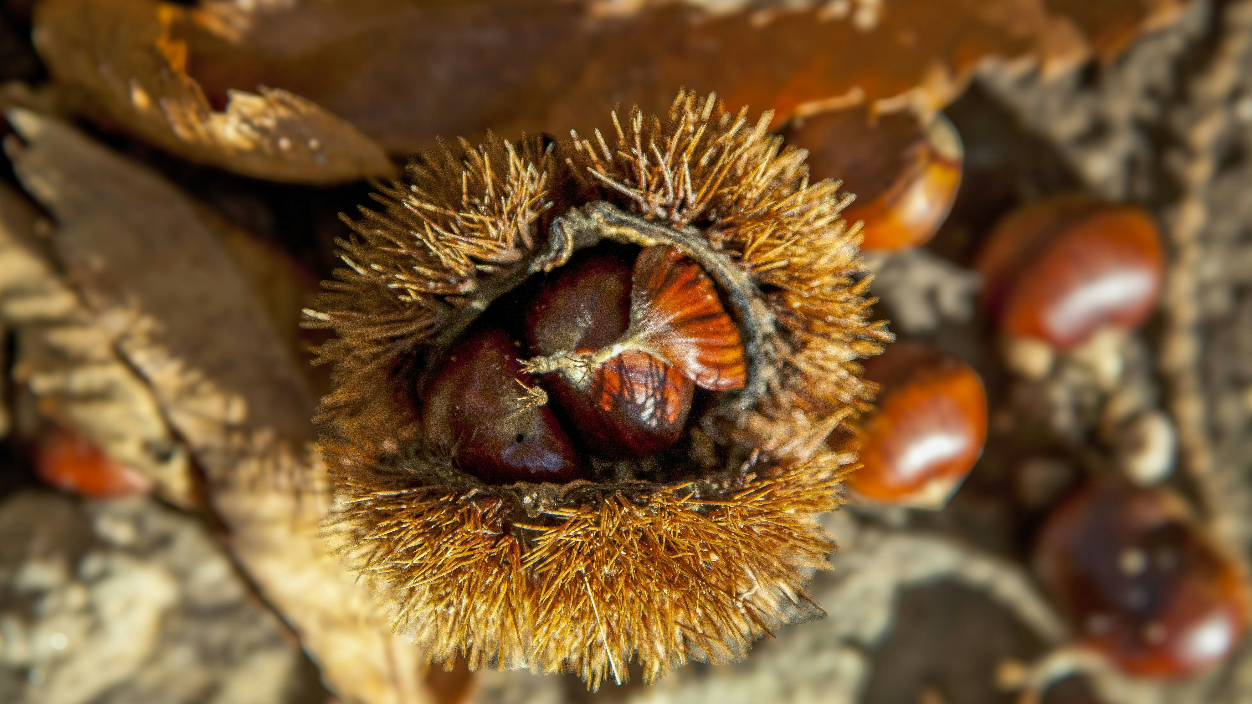 Heute.at - Pünktlich zum Herbst – Jetzt startet die Maroni-Ernte