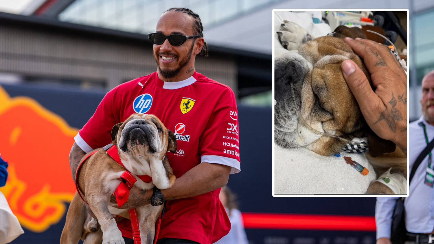 Lewis Hamilton und sein Hund Roscoe waren unzertrennlich.