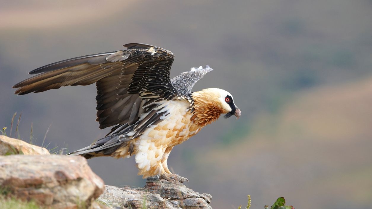 Heute.at - Schau in den Himmel – In den Alpen flattern Riesenvögel