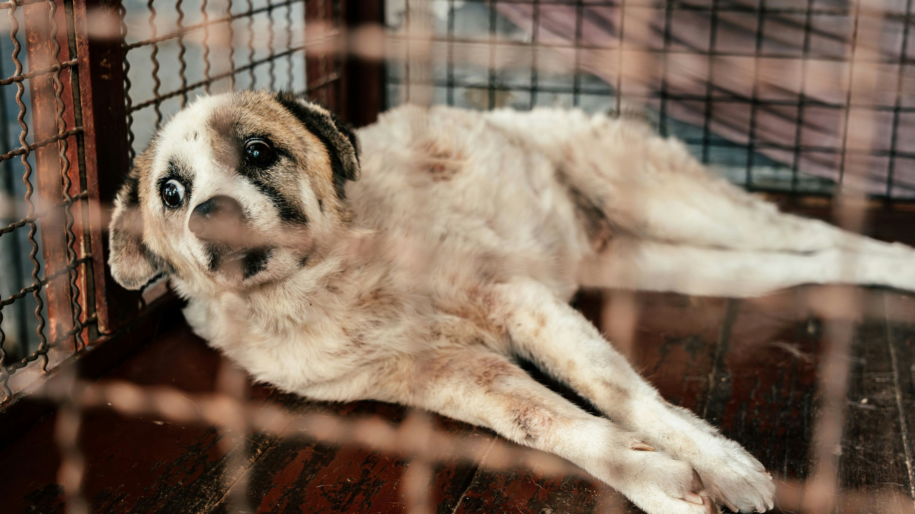 Heute.at - Quälerei! Tierärztin darf keine Hunde mehr halten