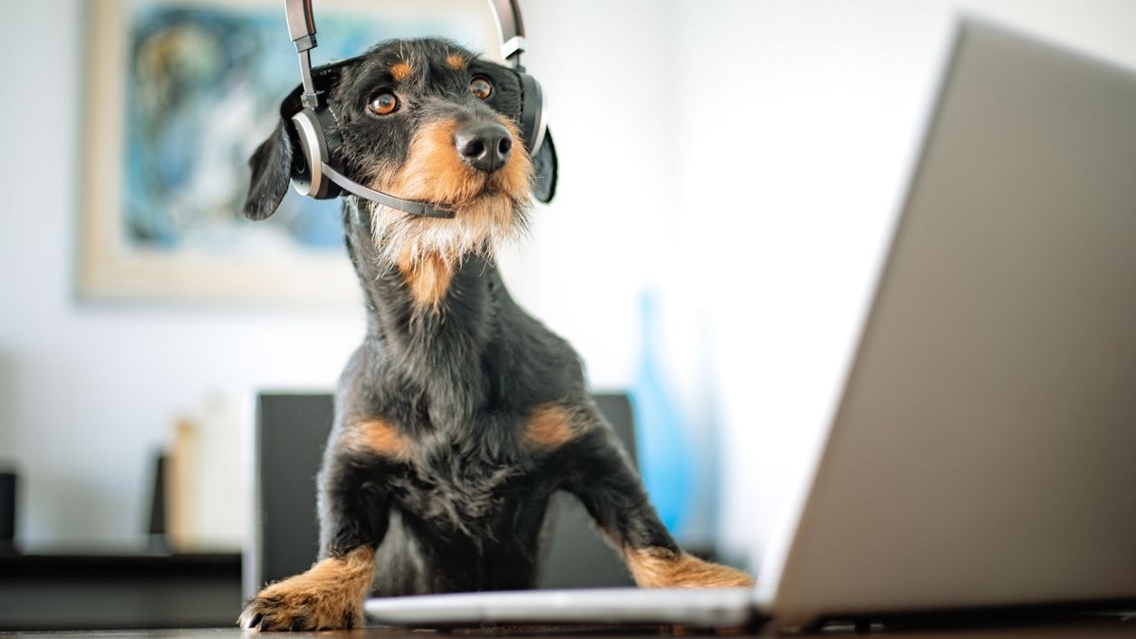Heute.at - Mit KI zum passenden Haustier! Ruf dein Tier einfach an