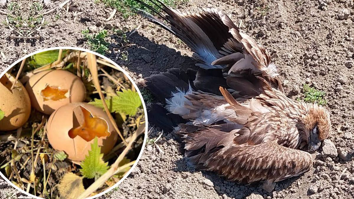 Mit diesen vergifteten Eiern (Kreis) wurde der Kaiseradler vergiftet.