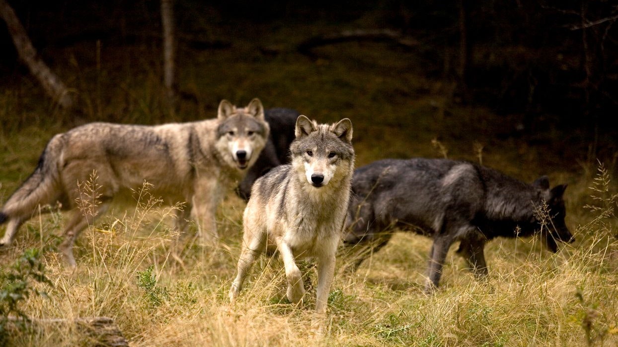 Heute.at - Forscher beweisen: Wölfe nehmen sofort Reißaus