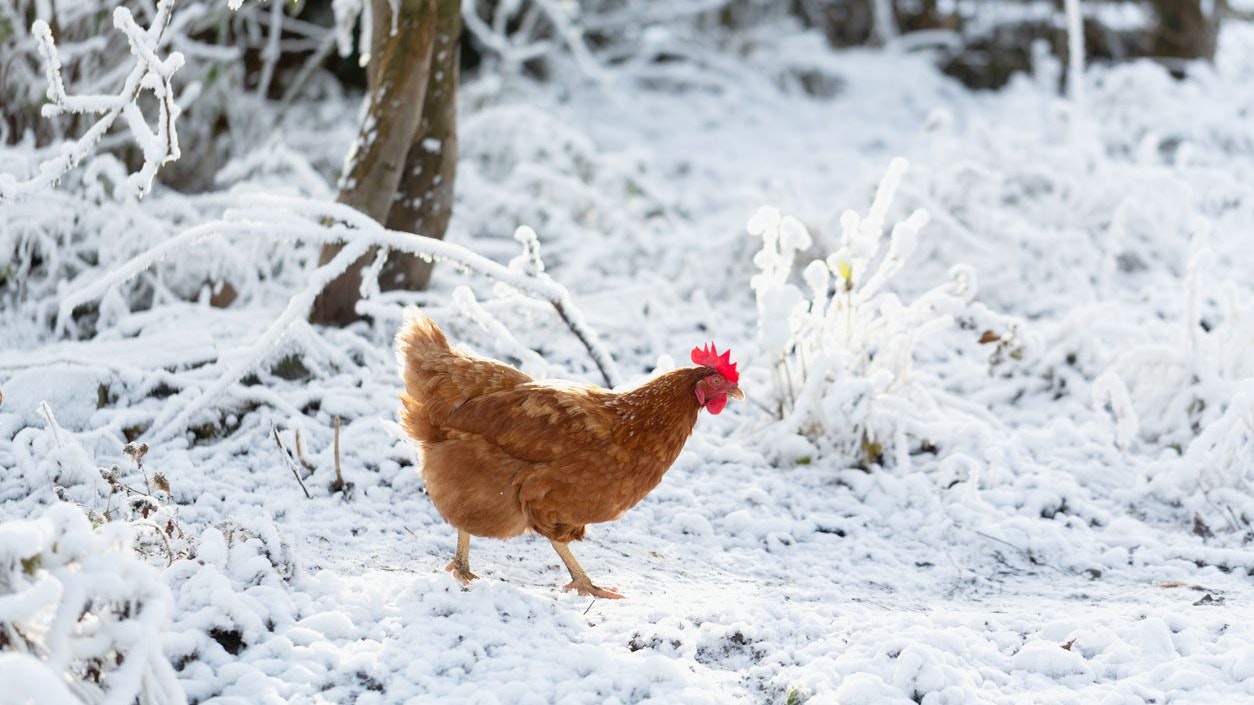 Heute.at - Es wird frostig: Kälte-Welle erfasst ganz Österreich