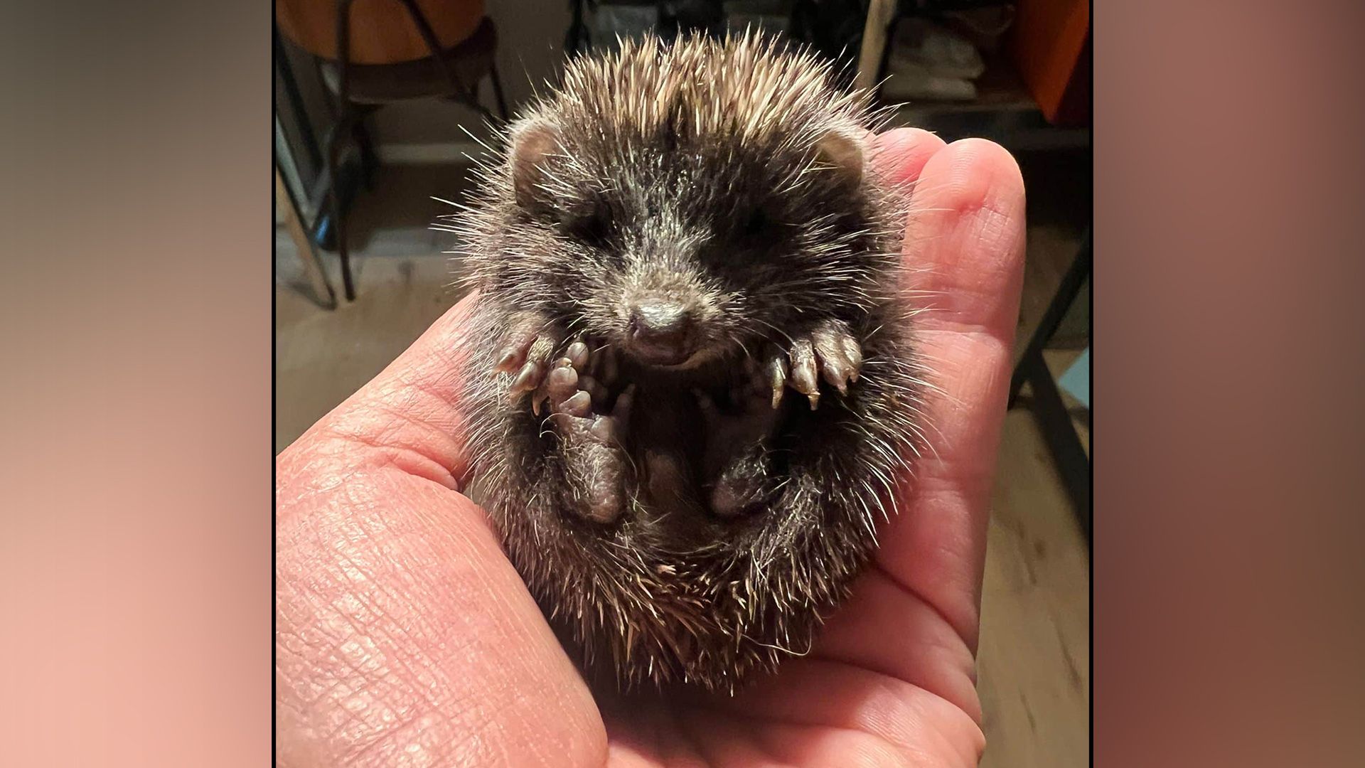 Nur mit dem notwendigen Know-how schaffen es solche Igelkinder über den Winter.