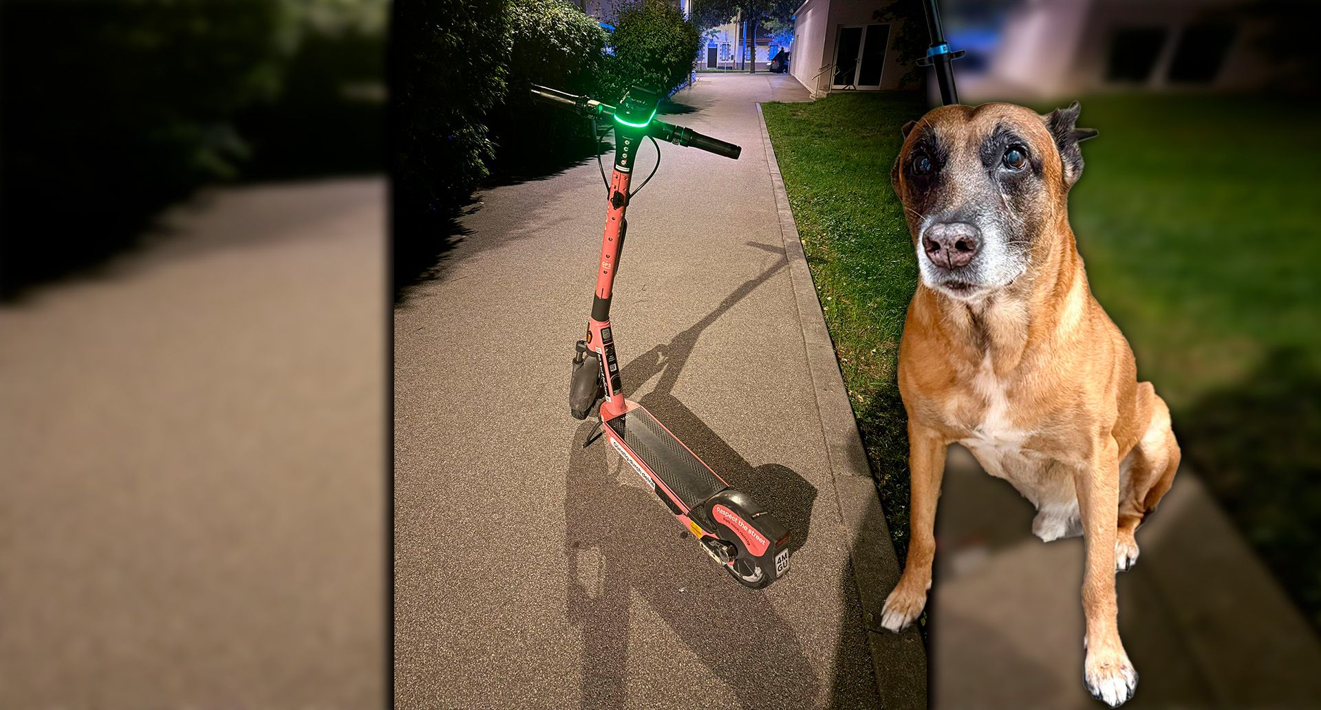 Hund Ares wurde bei dem Unfall verletzt. 