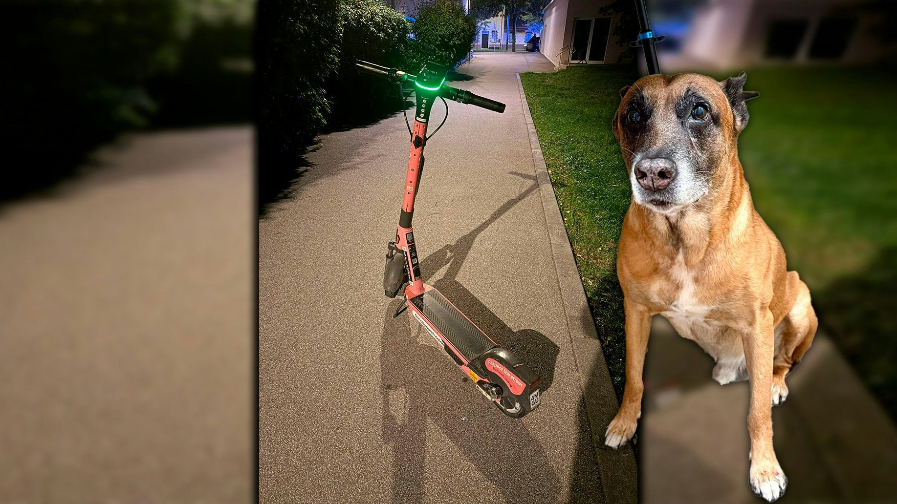 Hund Ares wurde bei dem Unfall verletzt. 