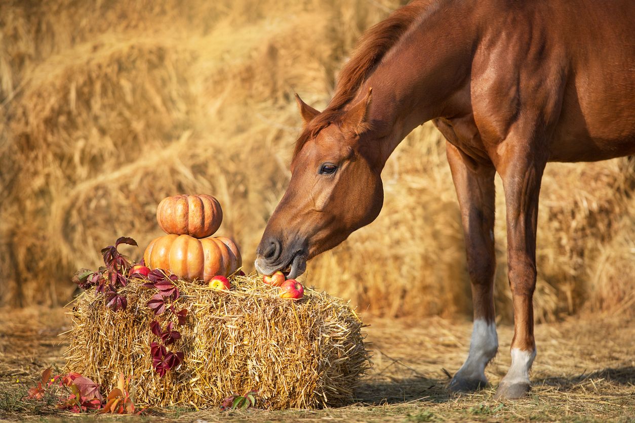 Heute.at - Diese Gefahren lauern im Herbst auf dein Pferd