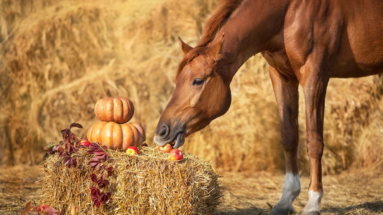 Heute.at - Diese Gefahren lauern im Herbst auf dein Pferd