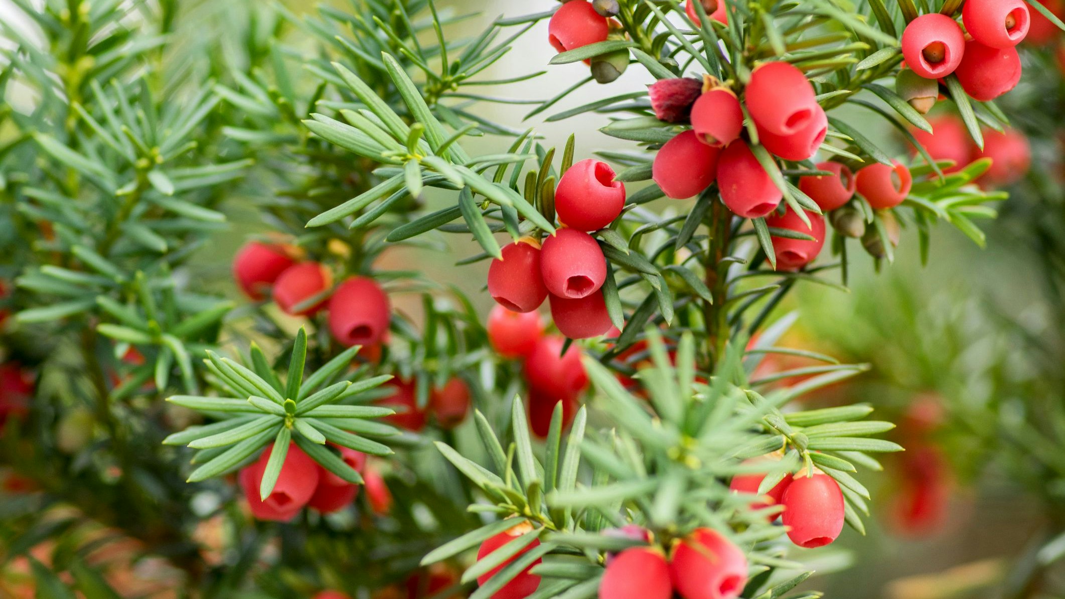 Heute.at - Baum des Todes – Vorsicht bei DIESER Zierpflanze
