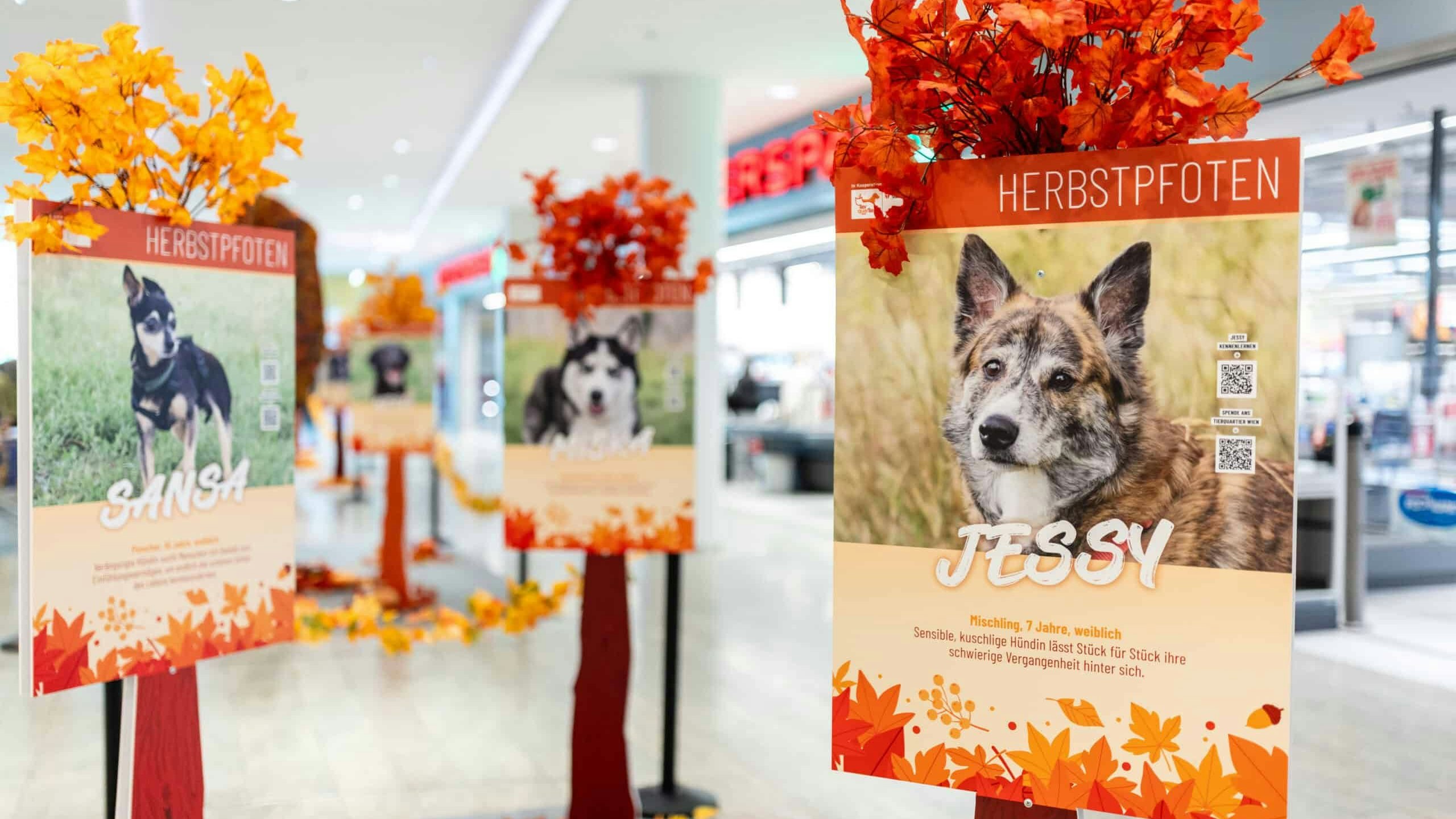 Heute.at - Adopt beim Shop! Hier sind die Herbstpfoten unterwegs