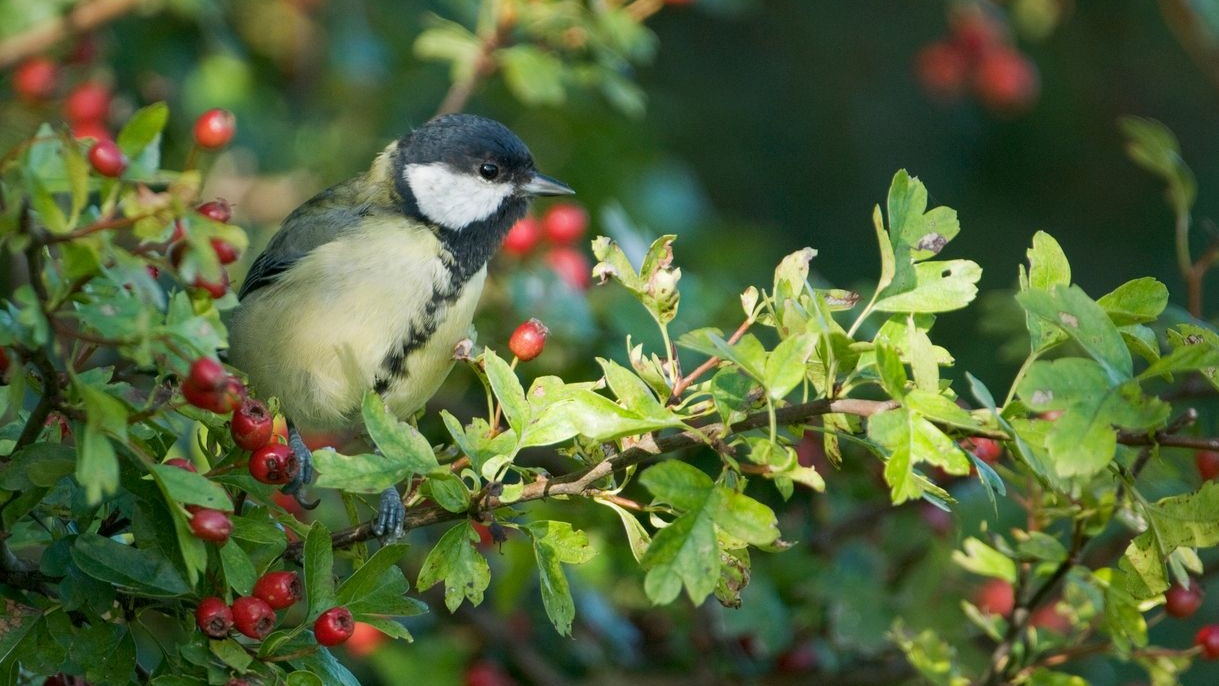 Heute.at - Mit diesen Hecken förderst du den Artenschutz