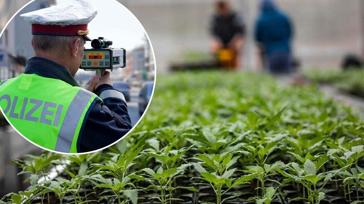 Heute.at - Bei Radarkontrolle Drogen-Plantage in Kärnten gefunden