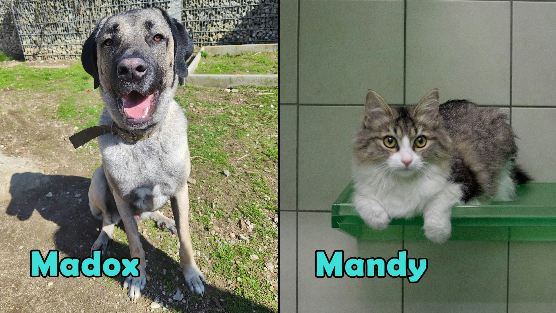 Heute.at - TIKO Kärnten: Schützlinge der Kalenderwoche 41