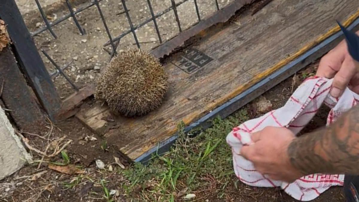 Die Einsatzkräfte befreiten den Igel aus seiner misslichen Lage.