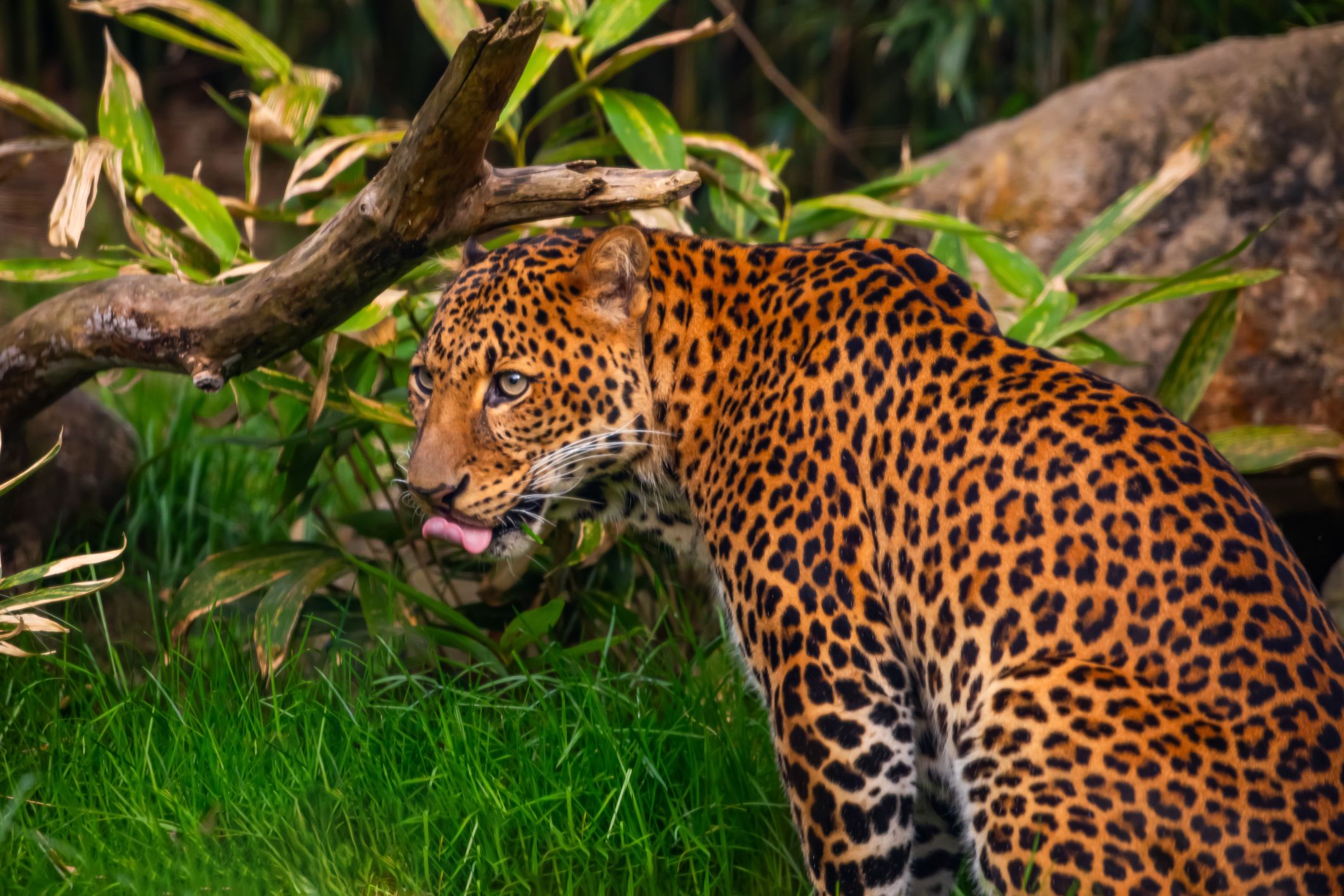 Ob es sich um den Ausbruchskünstler gehandelt hat, weiß man noch nicht.