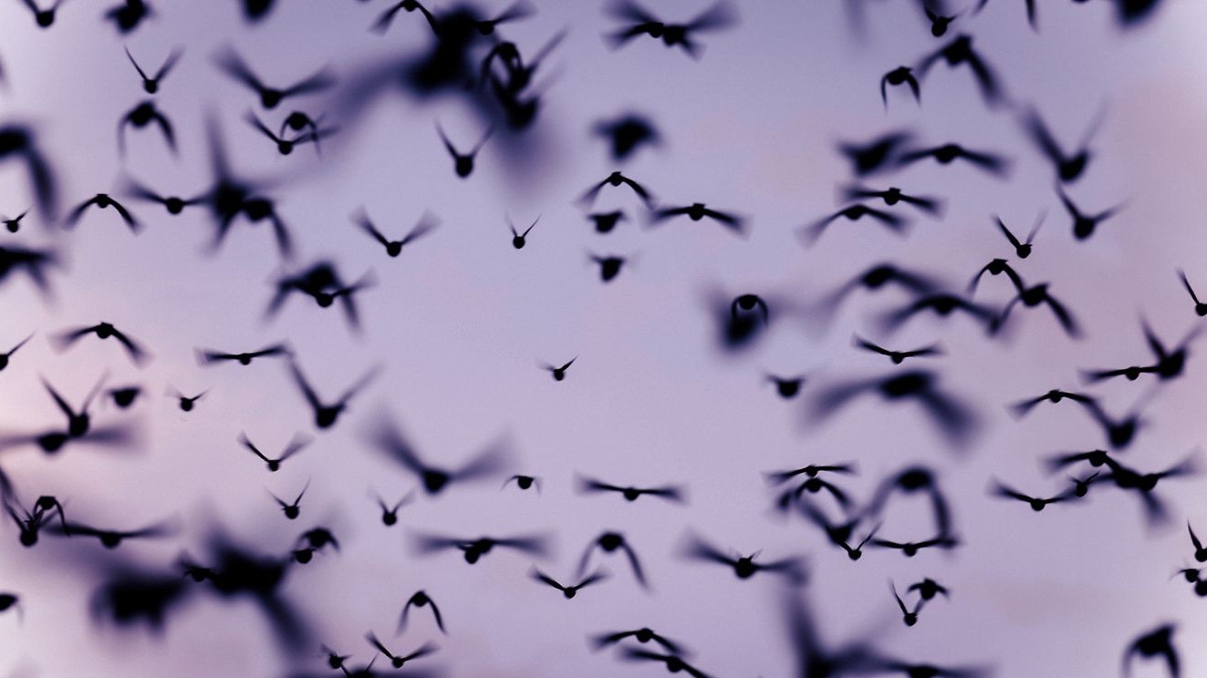 Heute.at - Unheilvolle Warnung – Vögel zeigen seltsames Verhalten