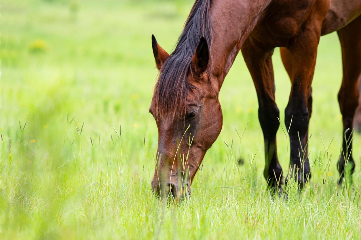 Heute.at - Kamera ertappt Tiroler bei Missbrauch von Pferd