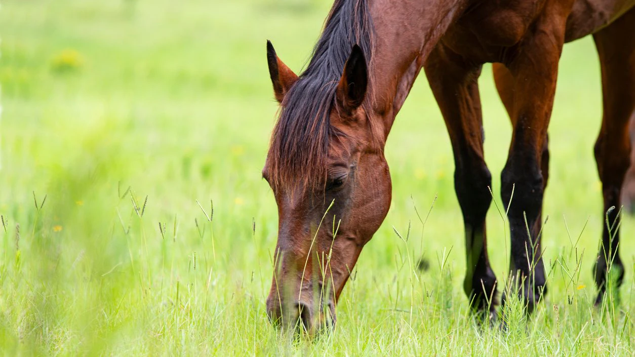 Gerade sonnige, kältere Tag sorgen für mehr Fruktan im Gras, was wiederum die Stoffwechselerkrankung "Hufrehe" bei Pferden begünstigt. Der hohe Zuckeranteil sollte durch eine langsame Umstellung auf Heu vermieden werden. 