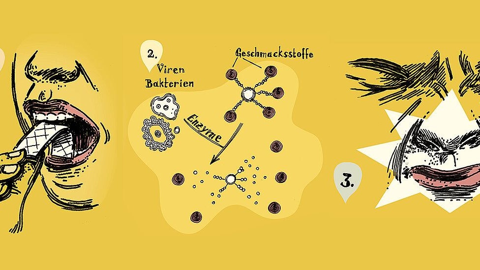 1. Eine infizierte oder erkrankte Person kaut einen Kaugummi. 2. Enzyme der Viren setzen die darin enthaltenen Geschmacksstoffe frei. 3. Die Person nimmt die Stoffe wahr und erkennt die Infektion.