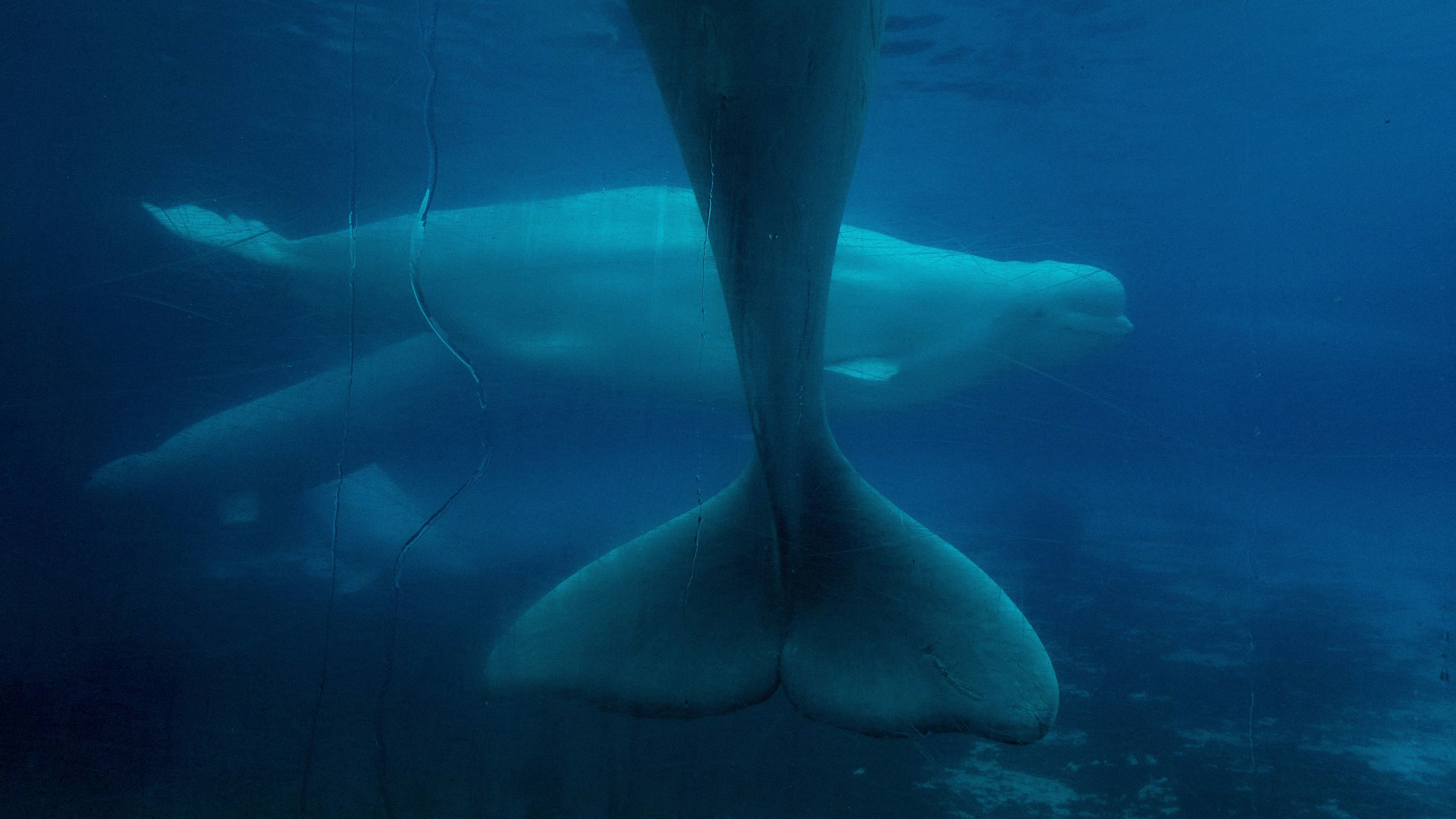 Heute.at - Freizeitpark droht mit Einschläfern von Belugawalen