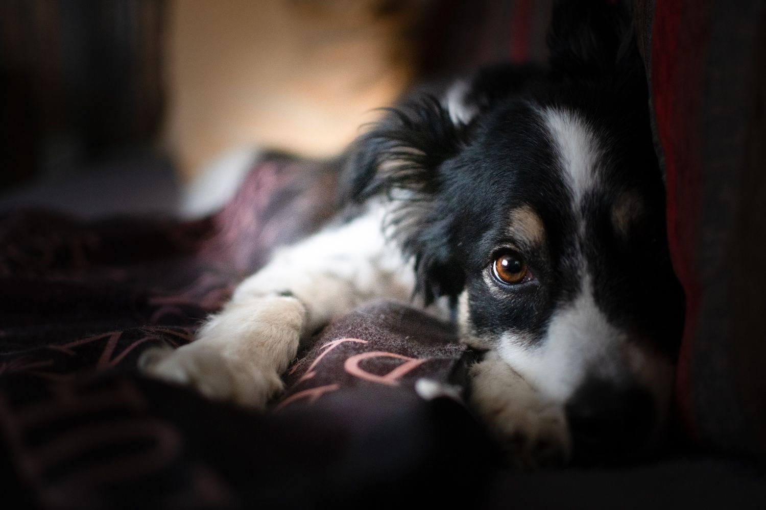 Heute.at - A taste of KEKS: Wenn der Hund lieber eine Katze wär