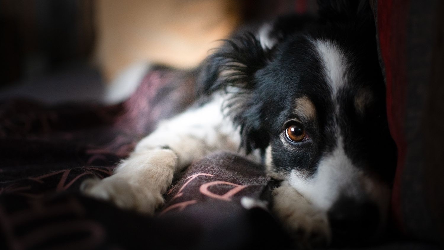 Heute.at - A taste of KEKS: Wenn der Hund lieber eine Katze wär