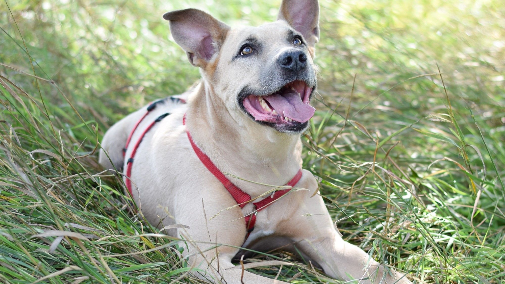 Wasser ist für die 9-jährige Bella das Größte – ob Planschen, Schwimmen oder einfach nur Pfoten nass machen.