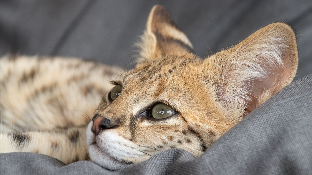 Heute.at - Diese Rassekatze ist zu gefährlich in einem Wohngebiet