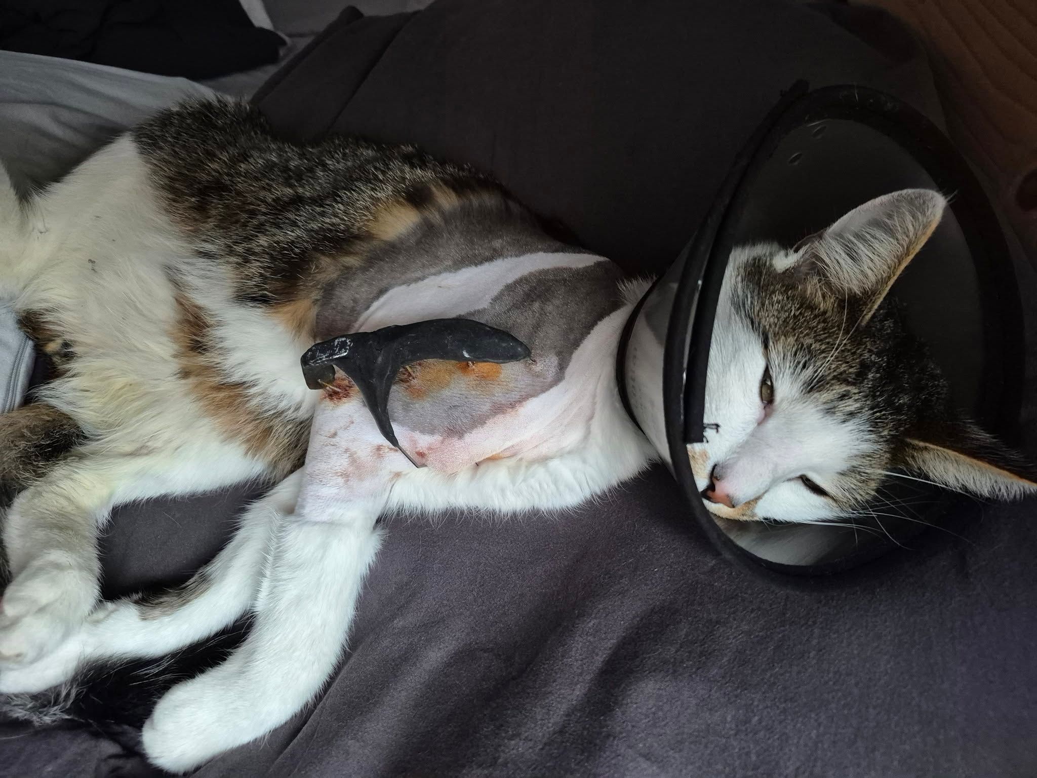 Diese Katze erlitt einen schweren und komplizierten Oberarmbruch. Scheinbar hat jemand den Kater weggetreten.