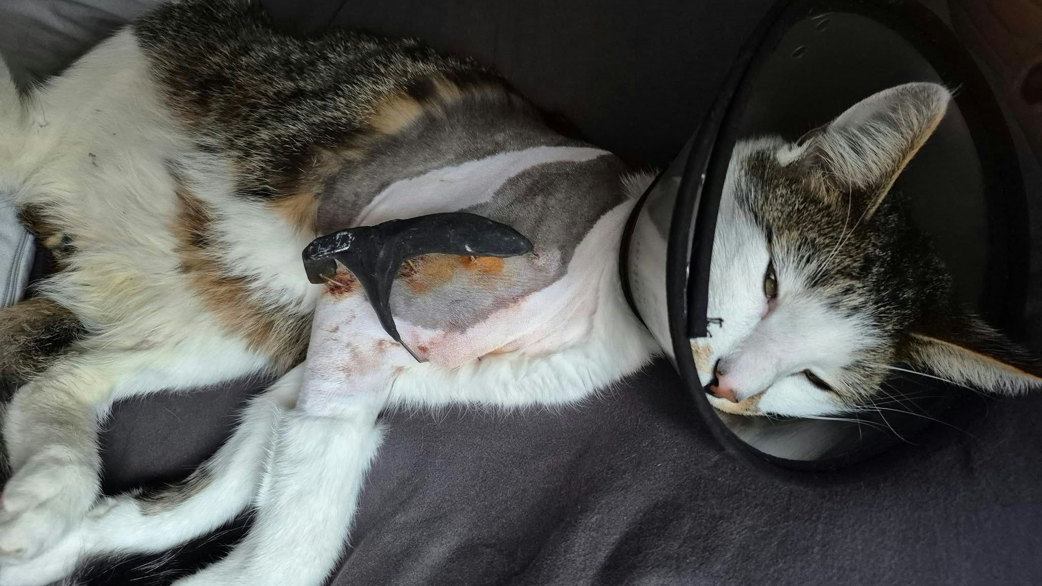 Heute.at - Katzen verschwinden: Müsste schon großer Zufall sein