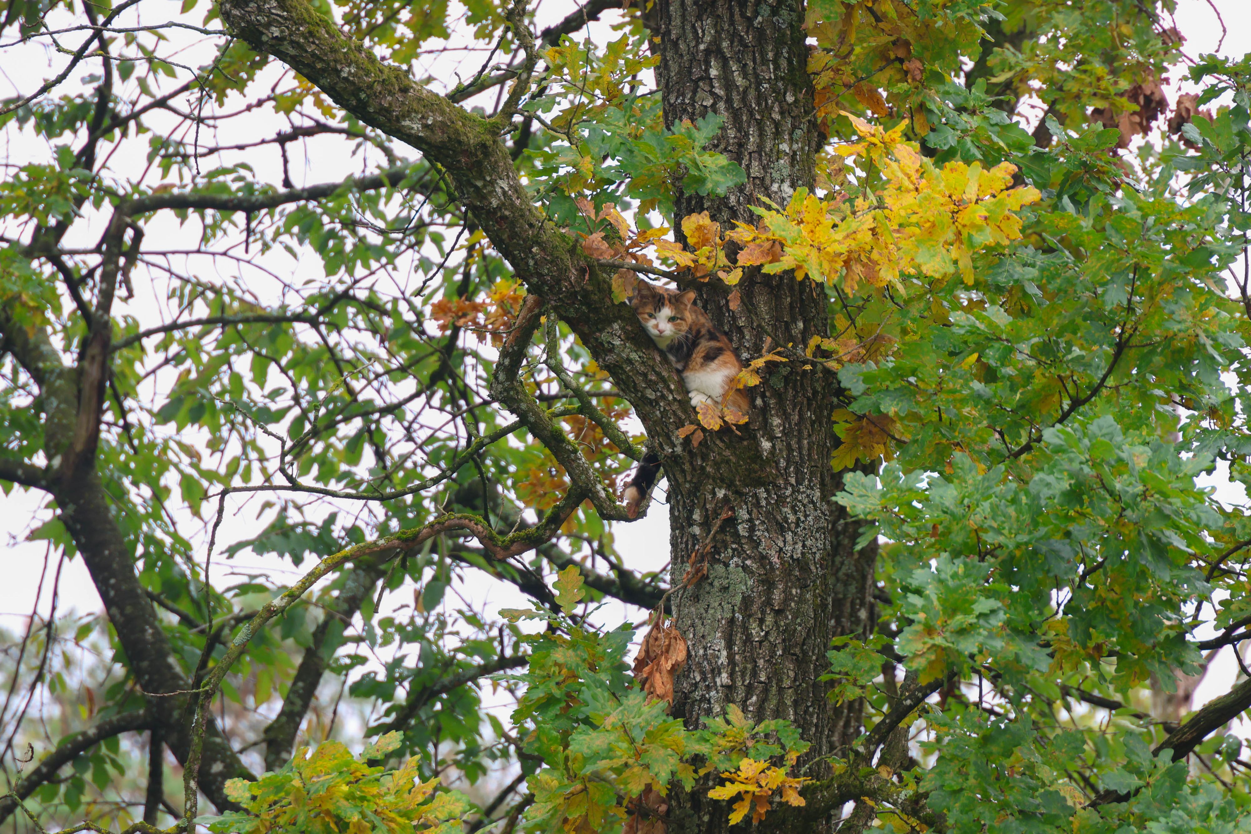 Die dreifärbige Schönheit traute sich nicht mehr herunter, miaute kläglich.