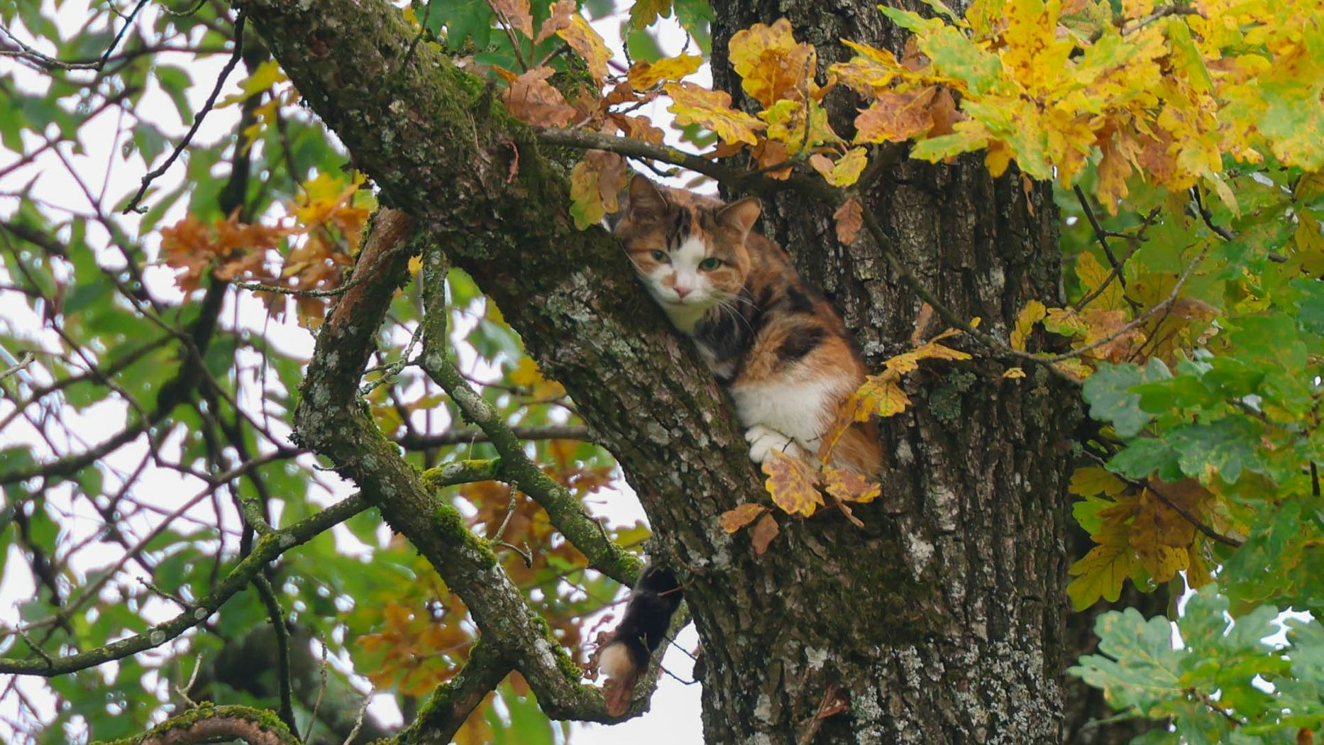 Heute.at - Armes Katzerl gefangen – Straße wurde deswegen gesperrt