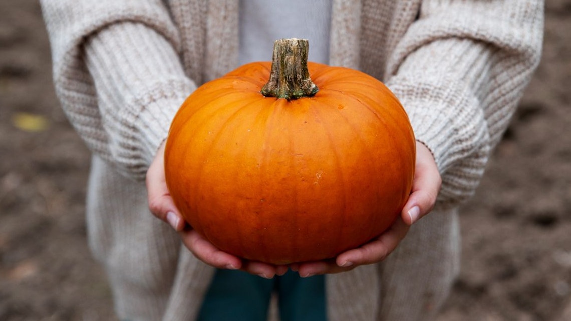 Heute.at - Kürbis richtig lagern: Darauf musst du unbedingt achten