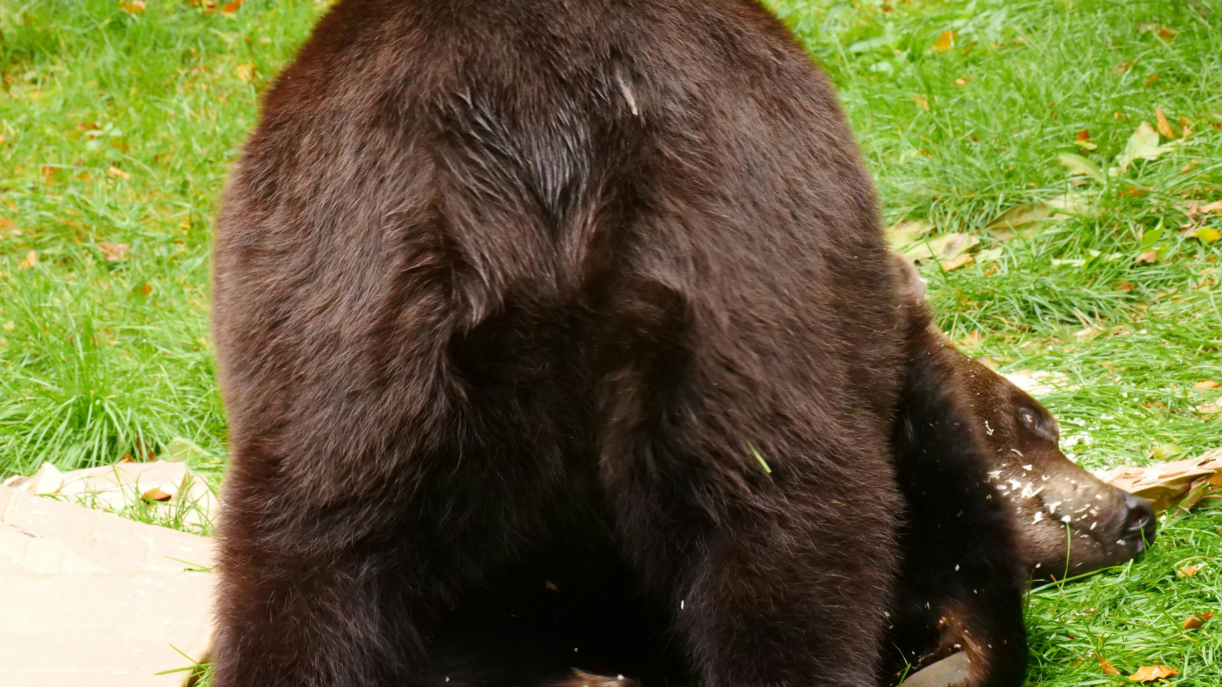 Heute.at - Vier Pfoten Bär Erich macht den herabschauenden Hund