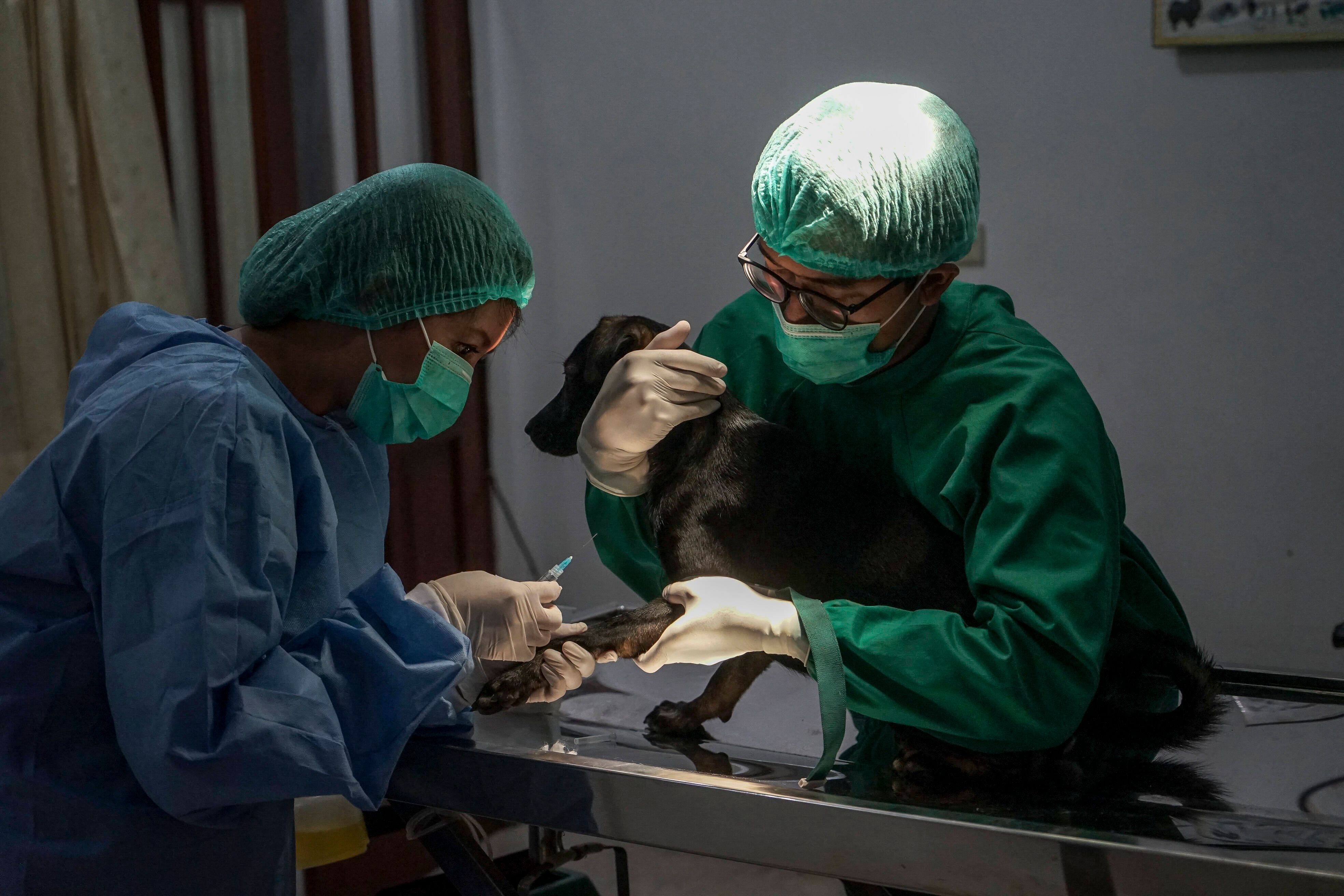 Veterinärmediziner bei einer Tollwut-Impfung auf Bali. Archivbild.