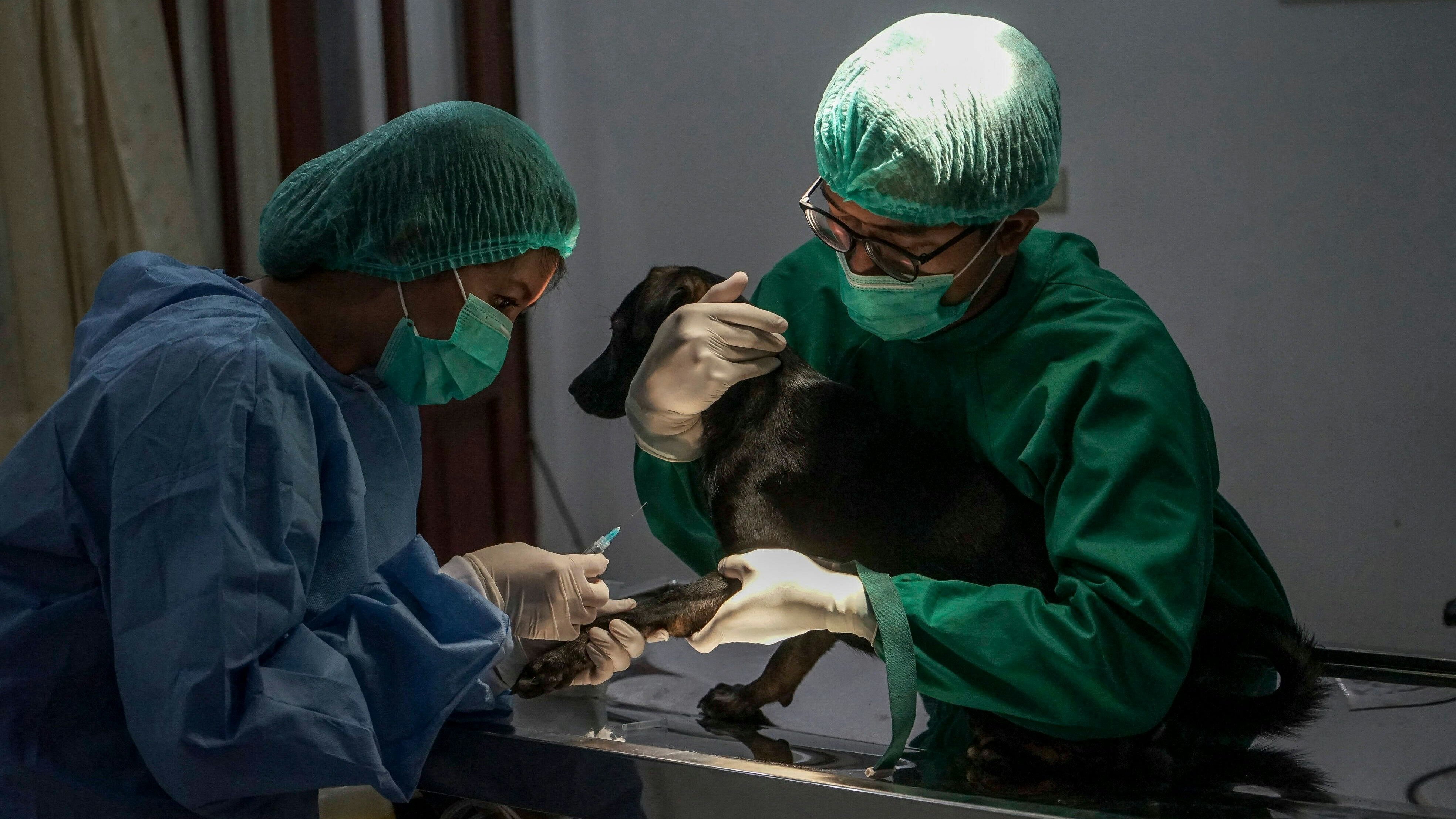 Heute.at - Tollwütiger Hund beißt 15 Wanderer in Urlaubsparadies