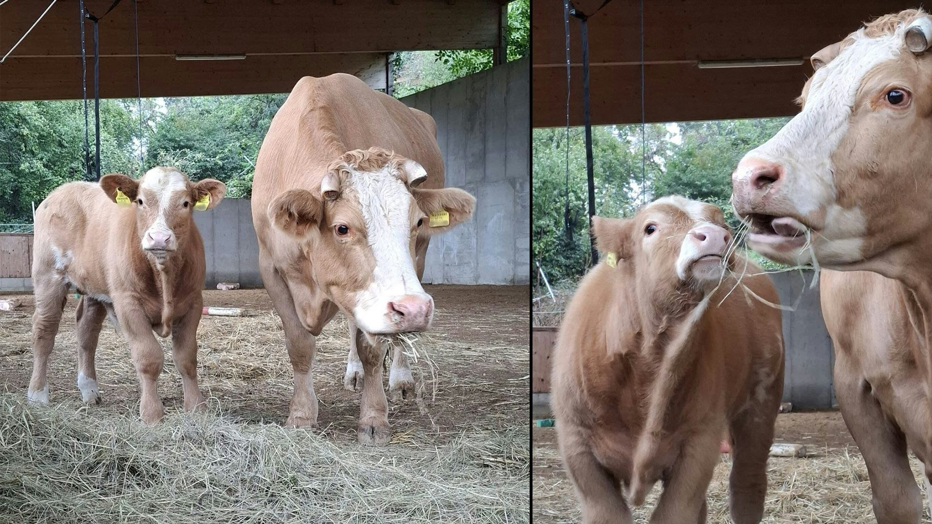 Heute.at - Gibt es für Mutter und Kind ein zweites Wunder?