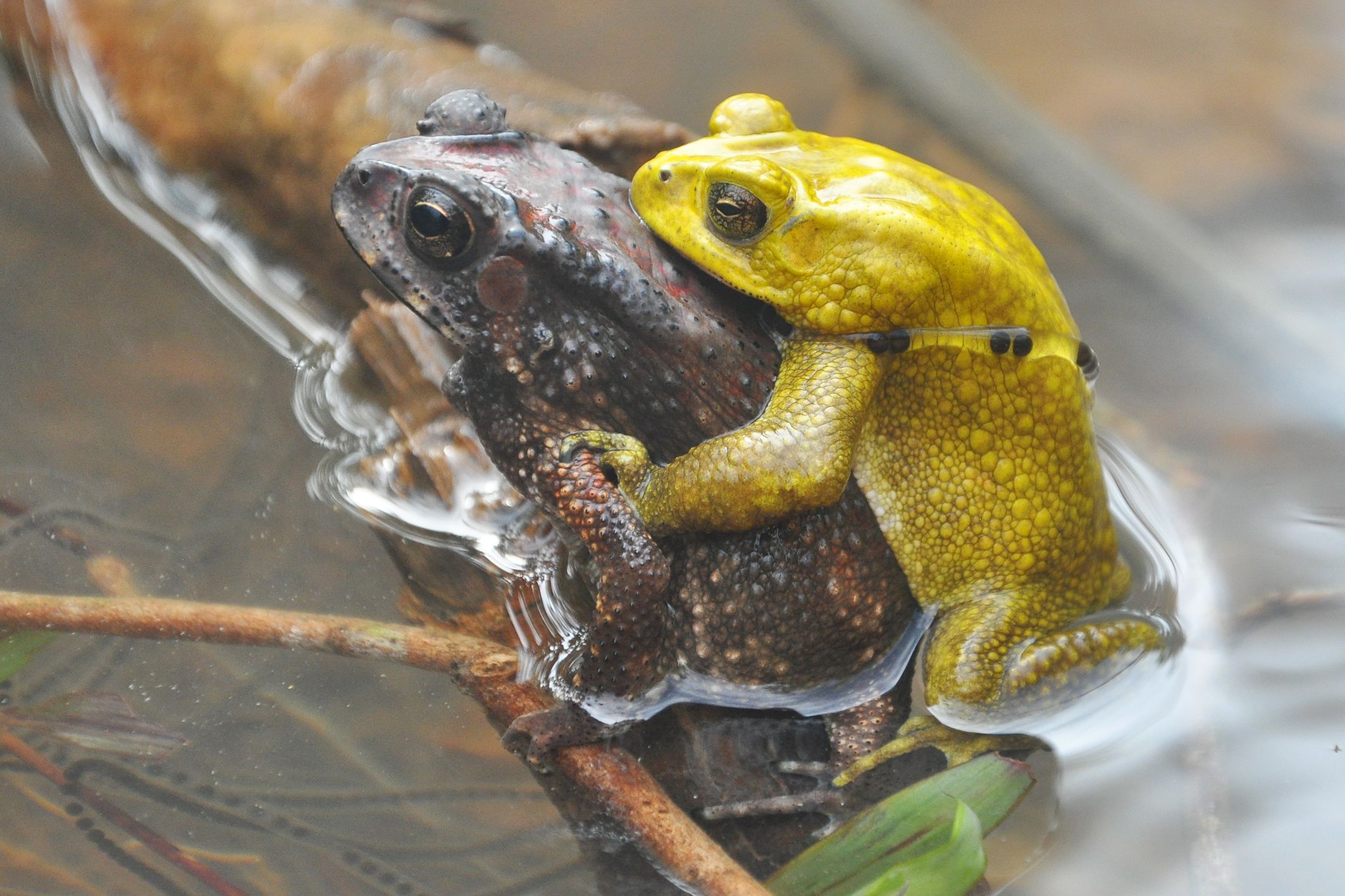Das Weibchen bleibt braun, während die Männchen ihre Farbe wechseln.