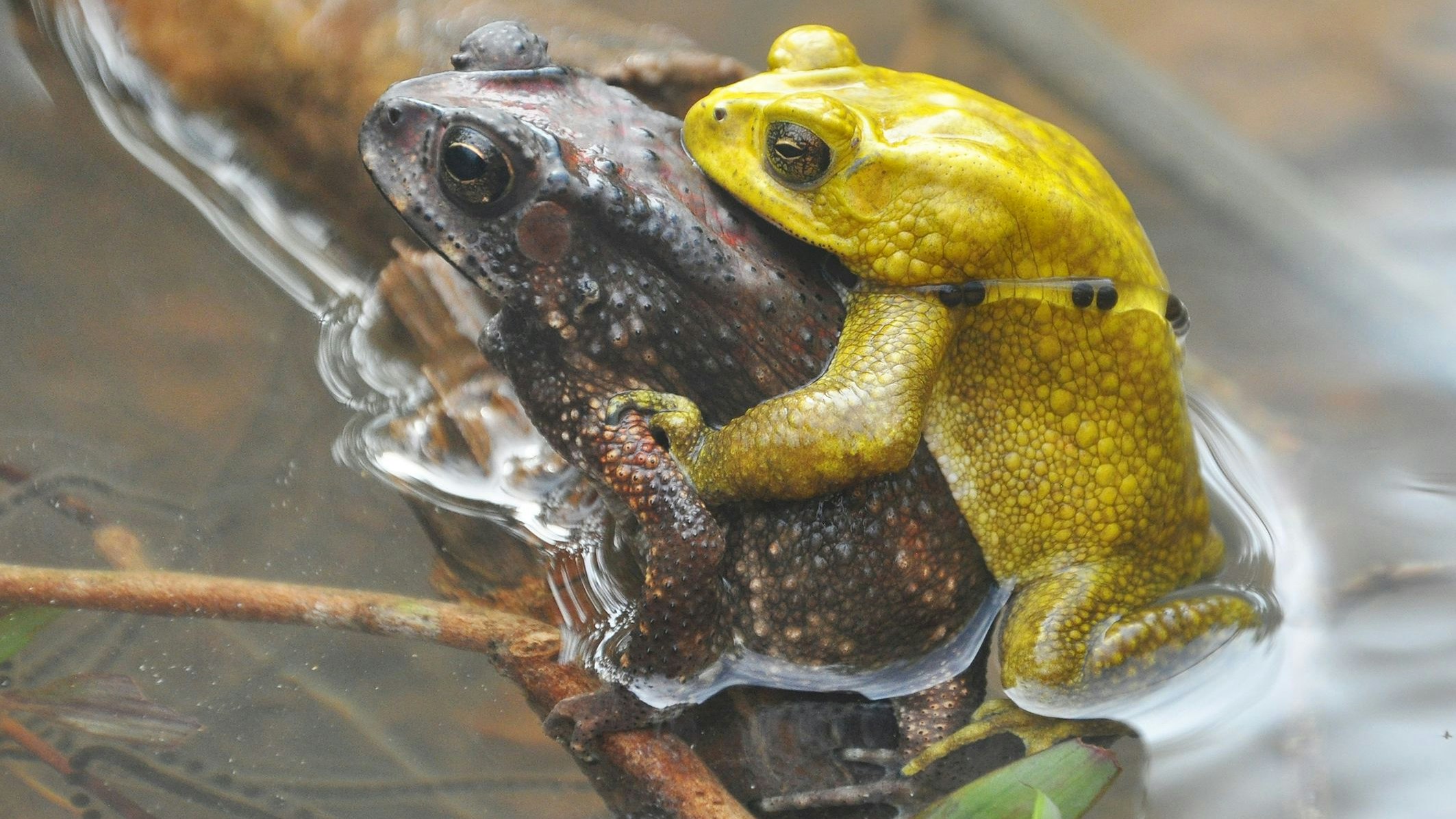 Heute.at - Kröterich wechselt zur Laichzeit auf Gelb