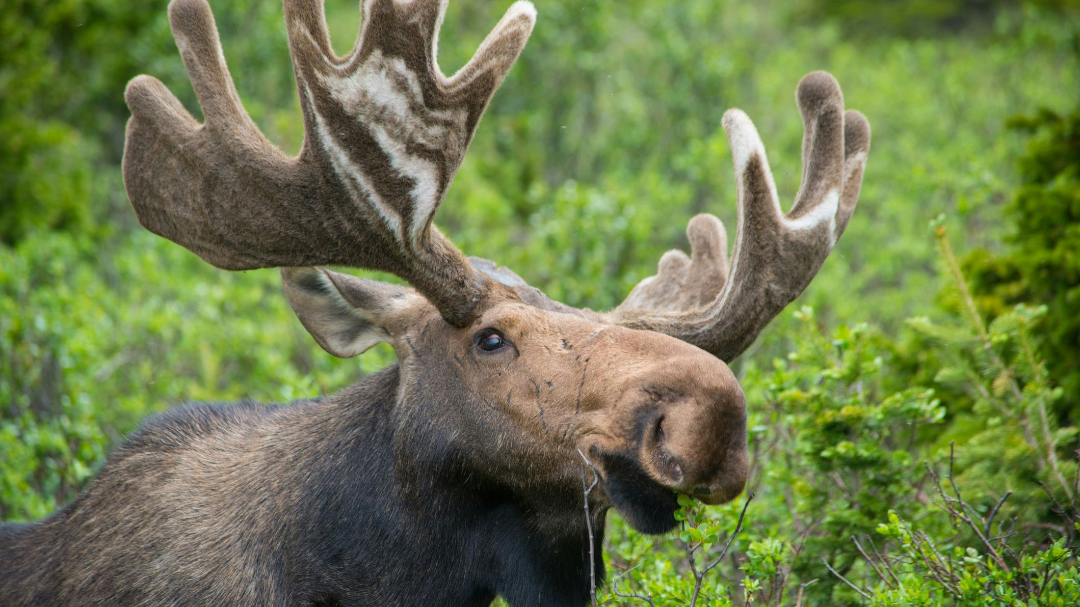 Heute.at - Emil bist du’s? Wieder ein Elch im falschen Gebiet