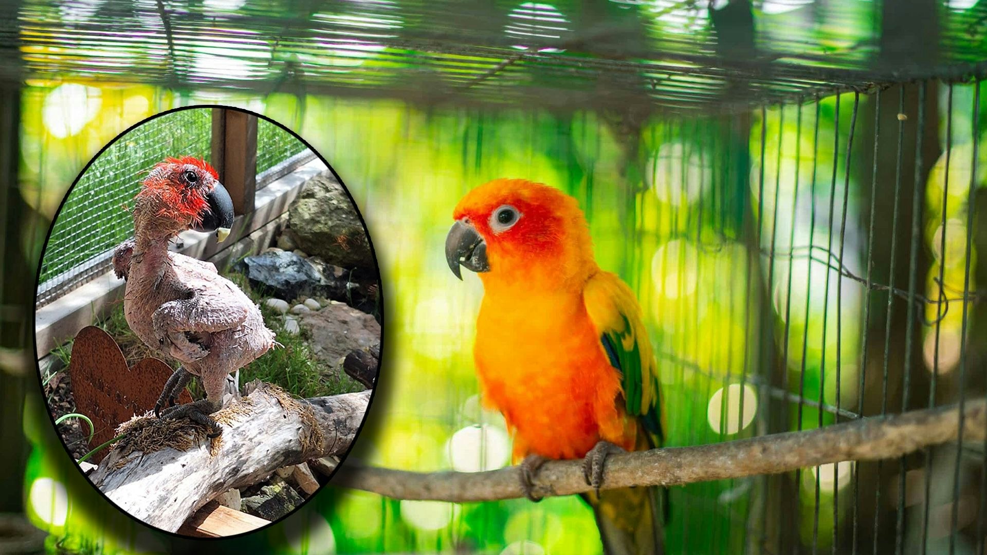 Heute.at - Artgerechte Haltung? Bei diesen Tieren unmöglich