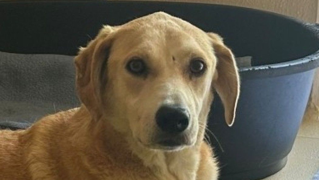 "Marco" sieht sehr schlecht, möchte aber doch endlich die Welt an der Seite eines souveränen Zweithundes kennenlernen. 