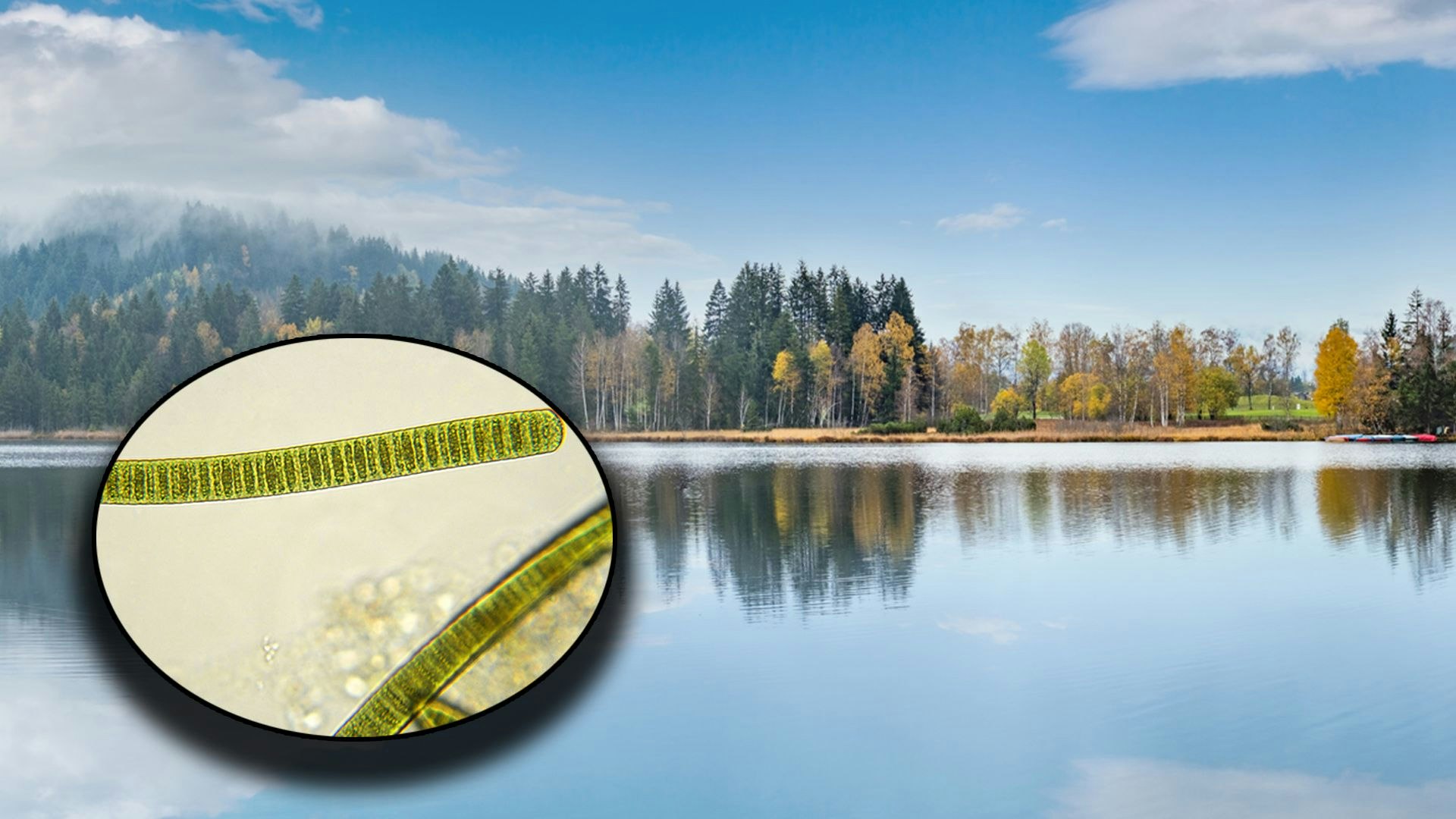 Heute.at - Lass deinen Hund hier keinesfalls ins Wasser