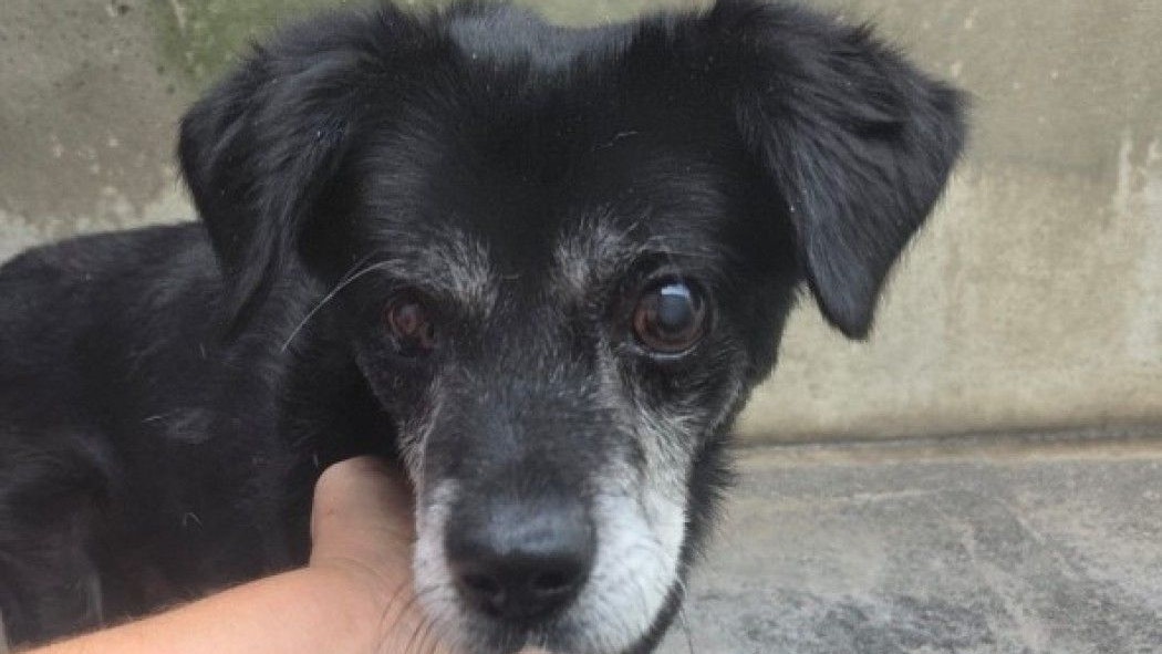 Der niedliche Hunde-Opi Spiky kann Umrisse erkennen und sollte keinesfalls im Tierheim sterben. 