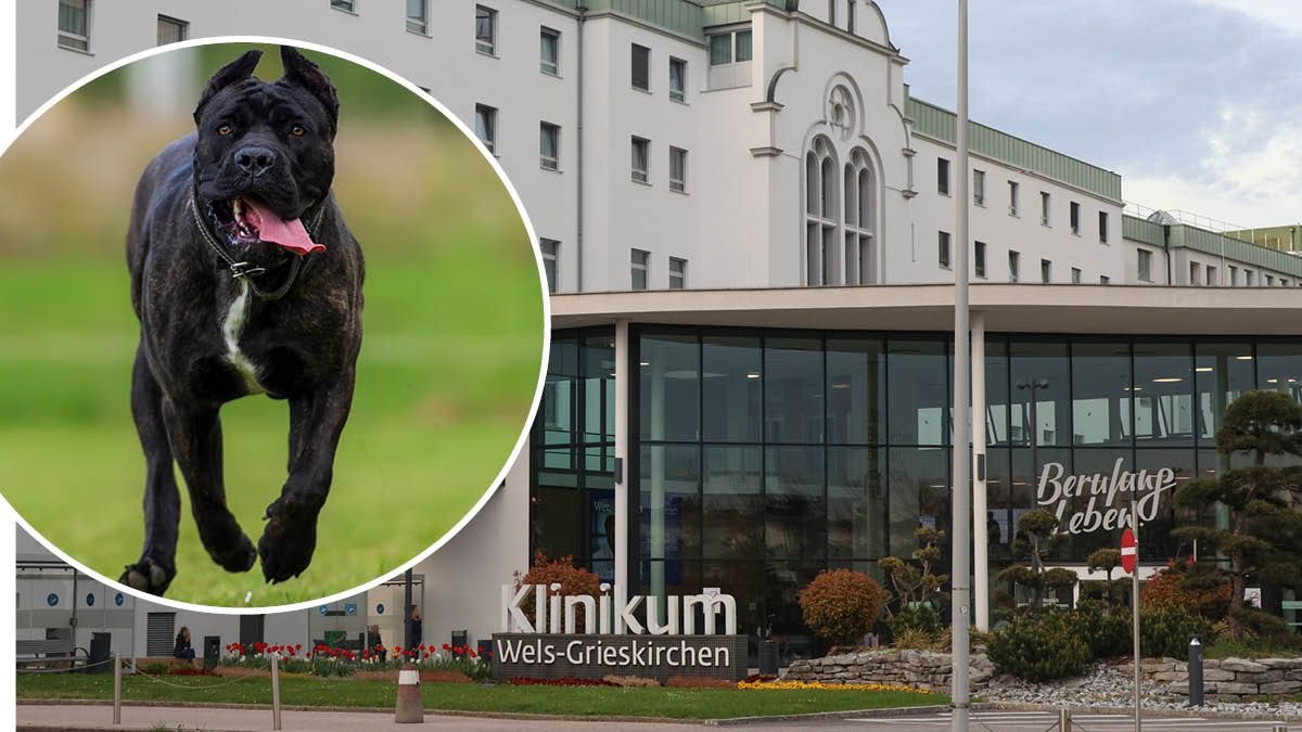 Heute.at - Bringt uns alle um – erste Details zu Hunde-Attacke
