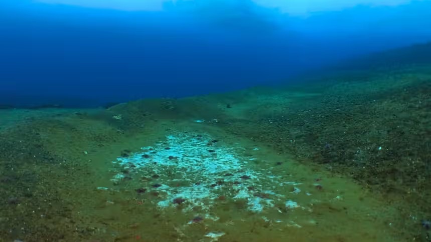 Heute.at - Forscher machen alarmierende Entdeckung am Meeresboden