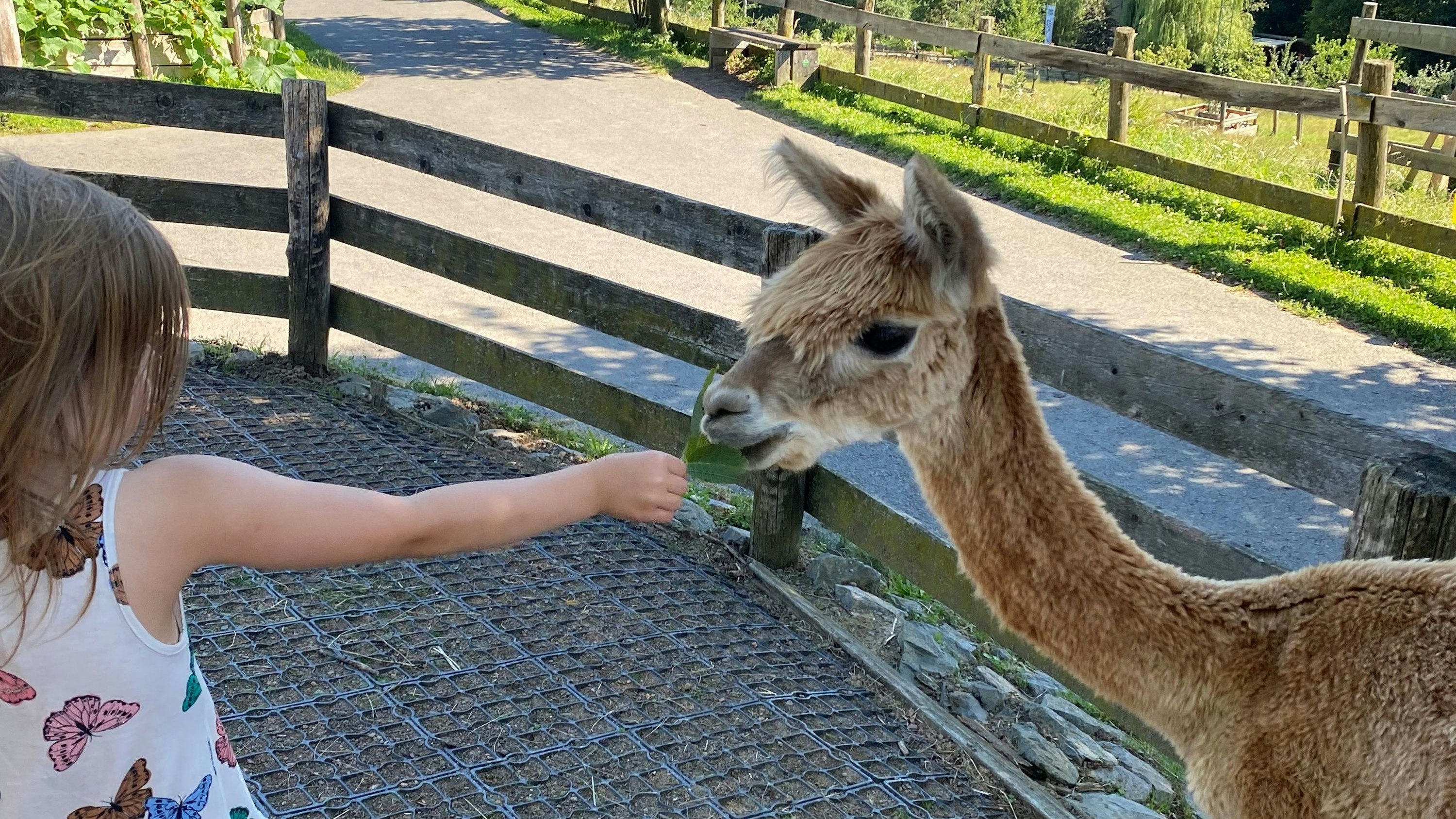 Im "Essbaren Tiergarten" kann mit den Alpakas auf Tuchfühlung gegangen werden.