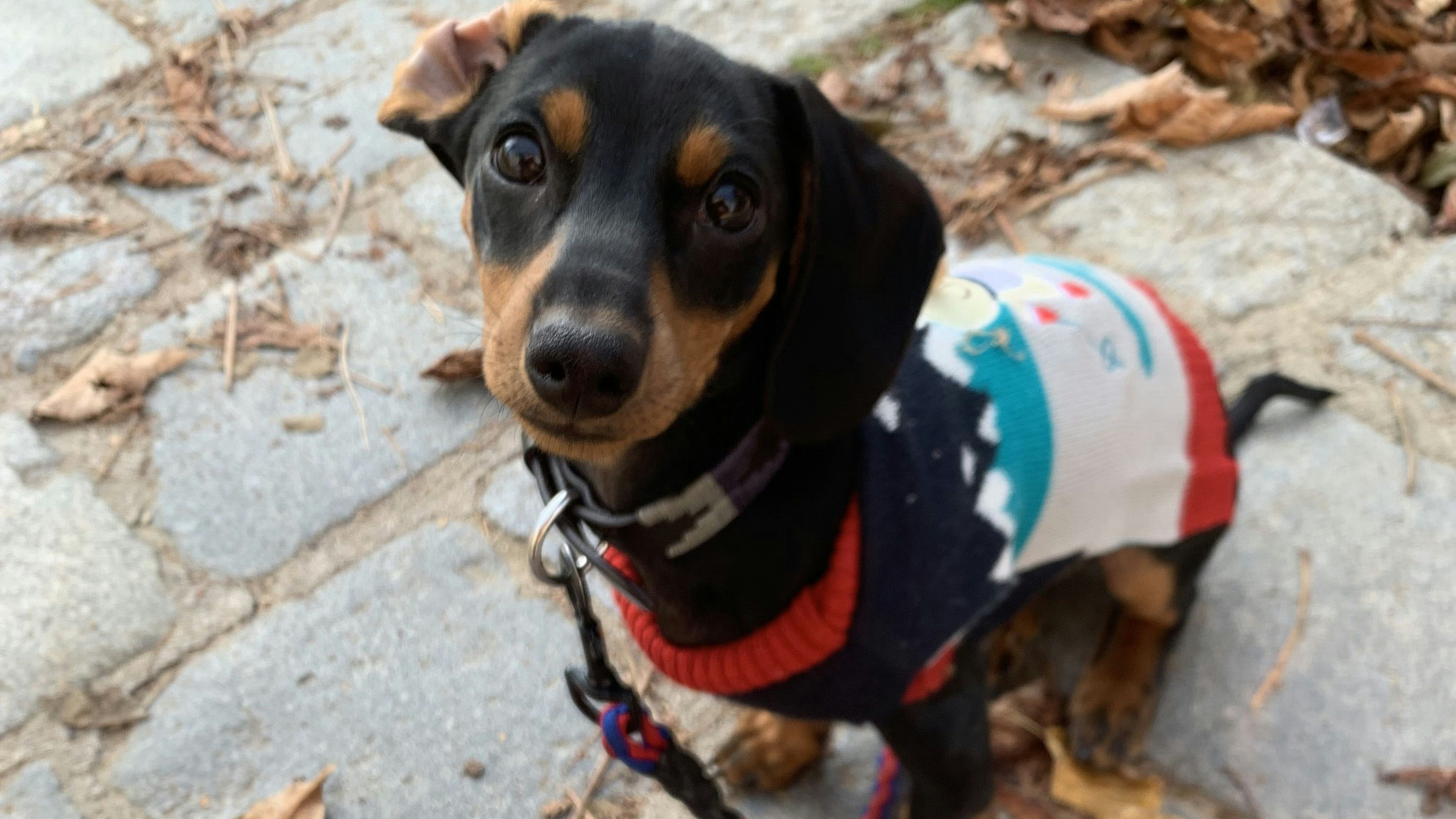 Juri durfte mit Henri R.'s Dackel "Otto" spazieren gehen.